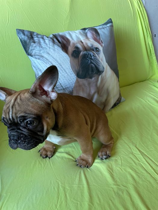 Френски   булдог