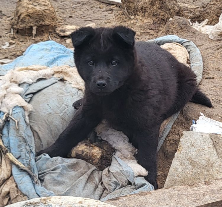 Супер щенок ,хорошая охрана