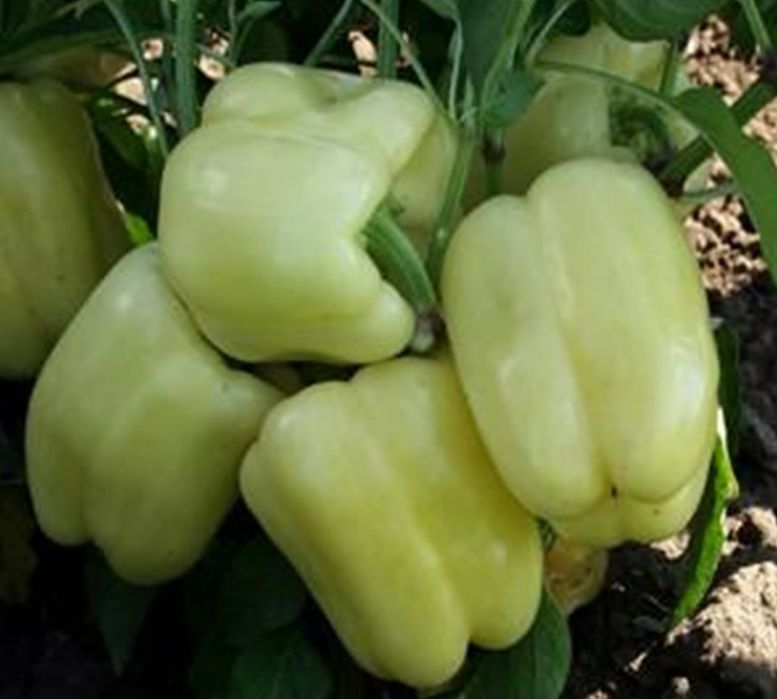 Flori si rasaduri legume: rasad ardei, rasad rosii, rasad vinete si altele direct de la producator!