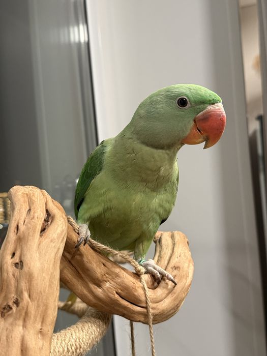 Продам Александрийского попугая