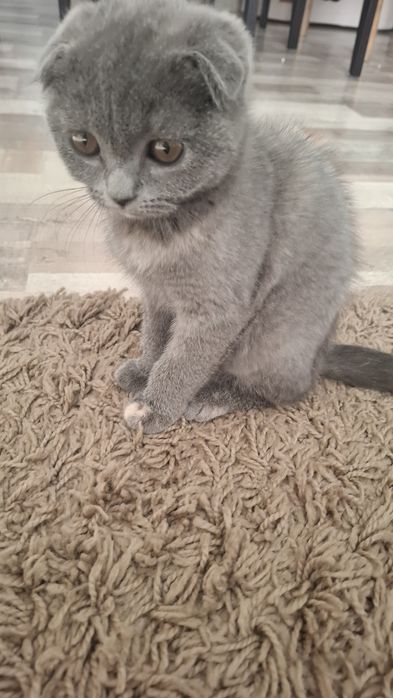 Предлагам прекрасни Scottish Fold (Шотландска клепоуха) котенца
