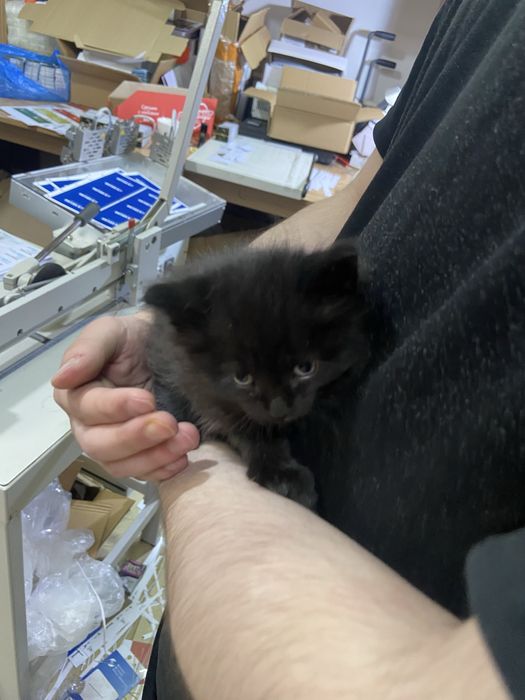 Котята ищут дом!!!