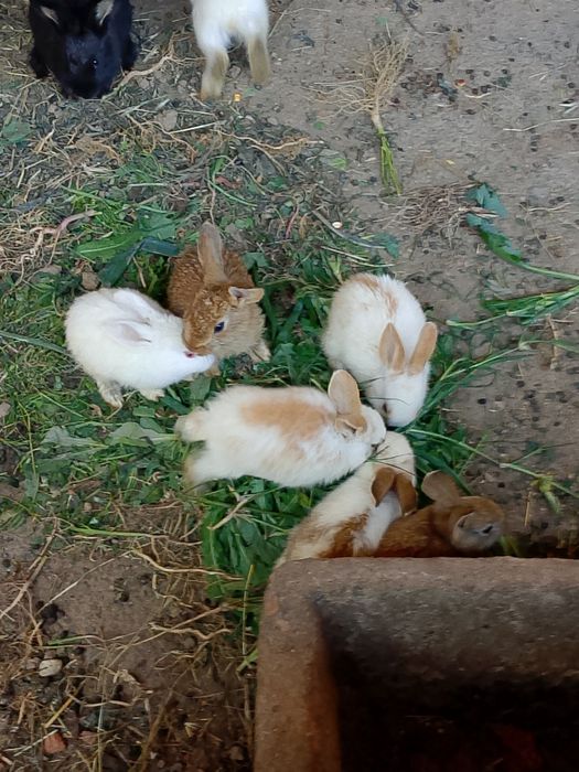 Vînd iepurași toate culorile