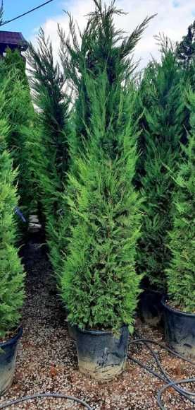 Leylandii Vesnic Verde pentru Curte si Gradina