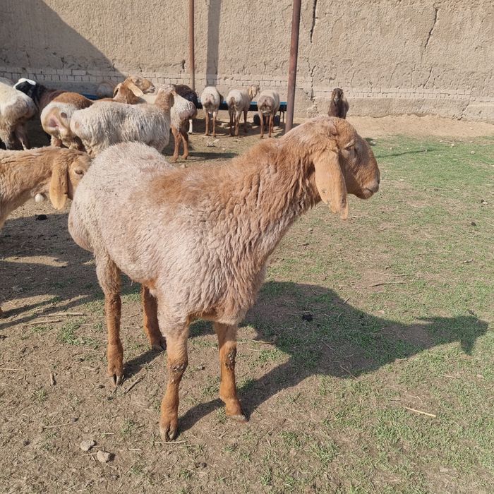 Арашан кучкор зури