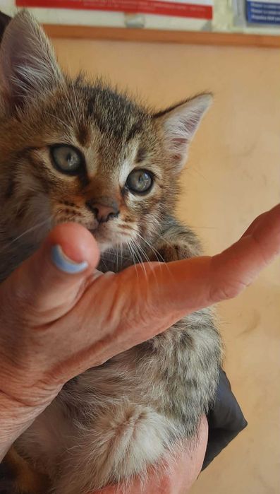 Подарявам женско котенце