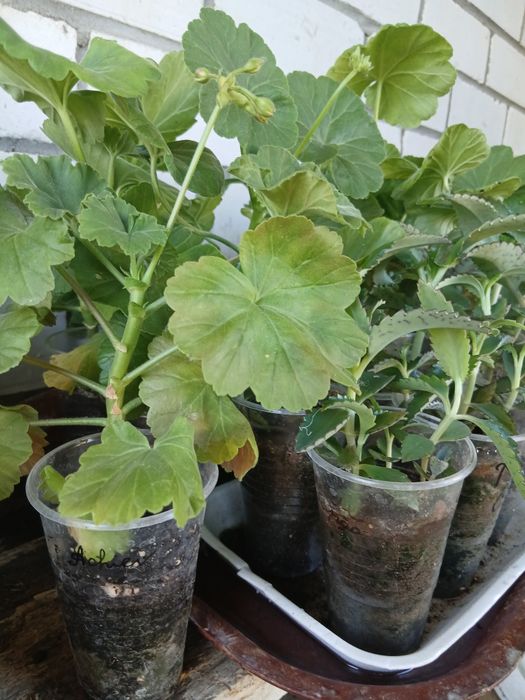 Продам комнатные растения, Бурлин