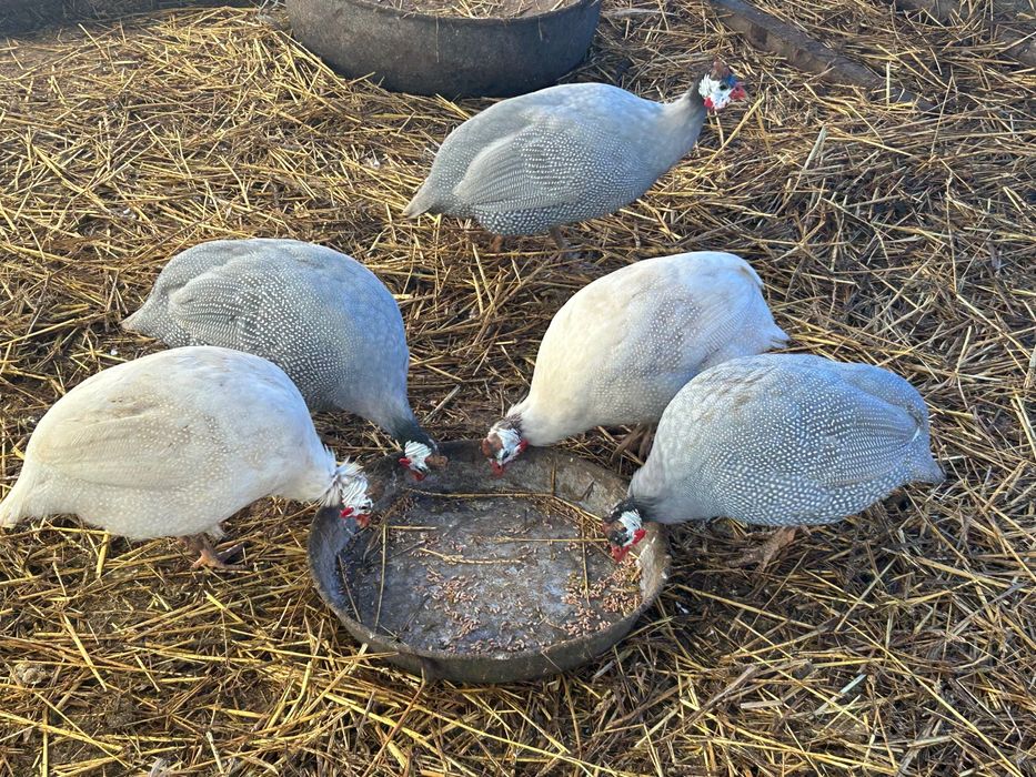 Токачки млади миналогодишни