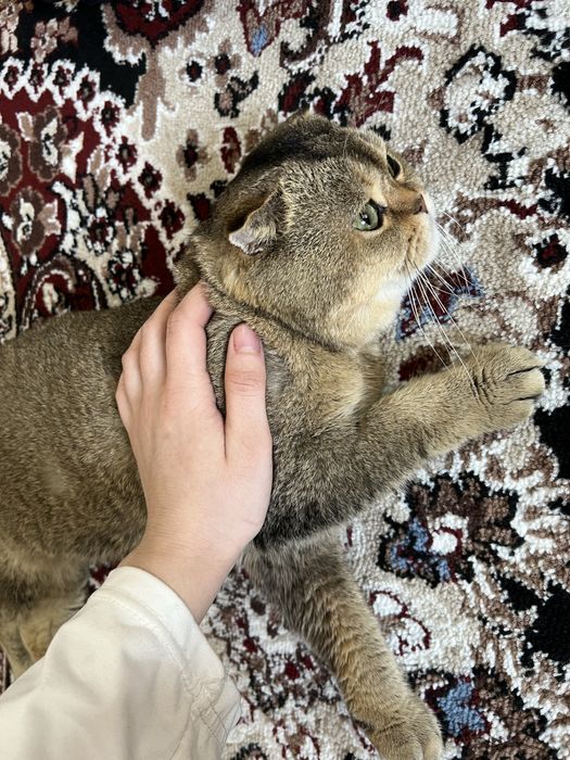 Scottish fold sotiladi