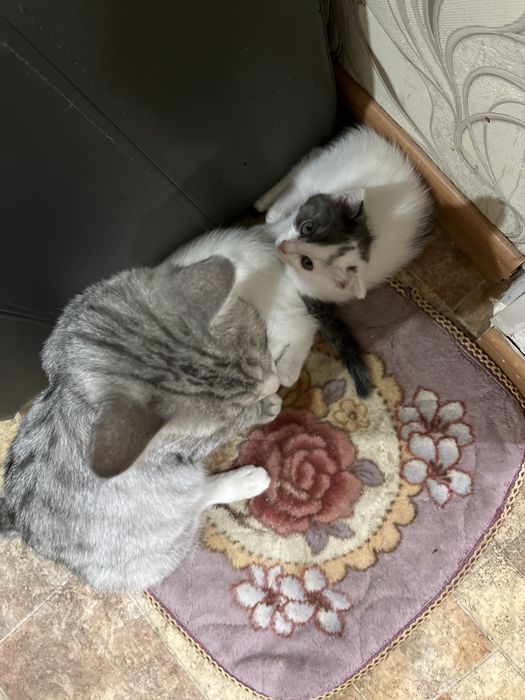 Отдам котят в добрые руки