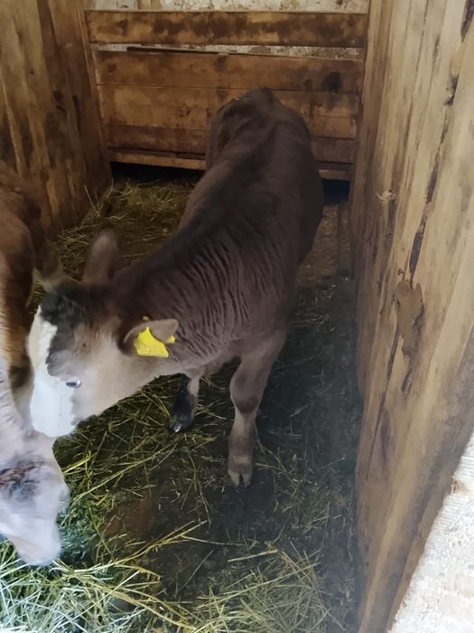 Продам бычока 2 месяца