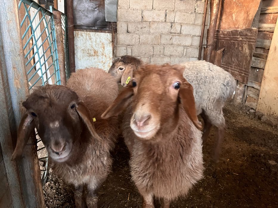Водийдан кеган 10ойлик куйла