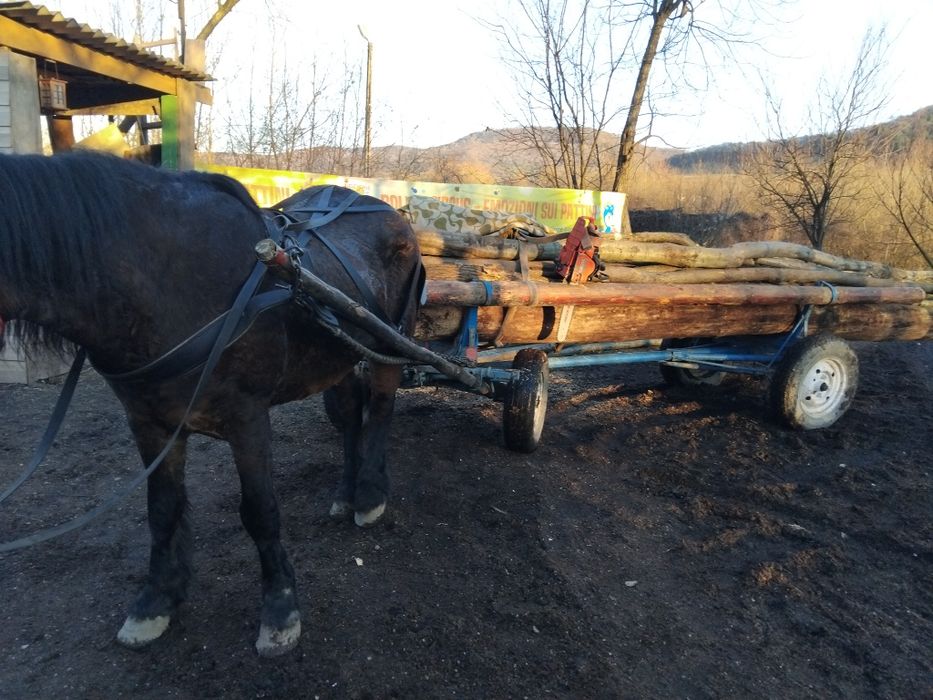 Iapă de vânzare bună de ham