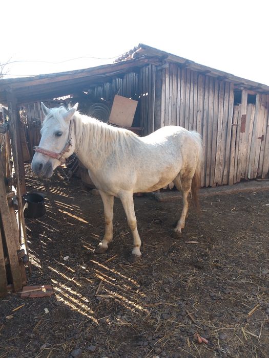Vând iapă varsta 10 ani blândă nu se sperie de mașini