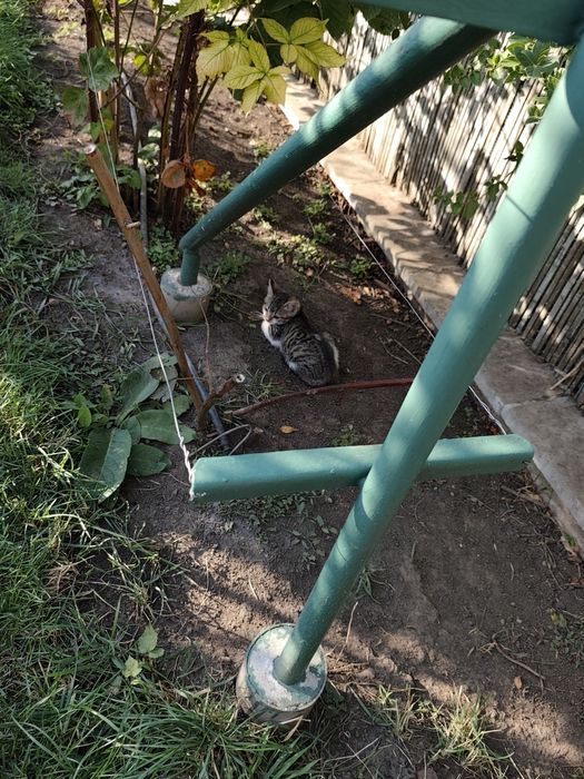 Donez 2 pui de pisică