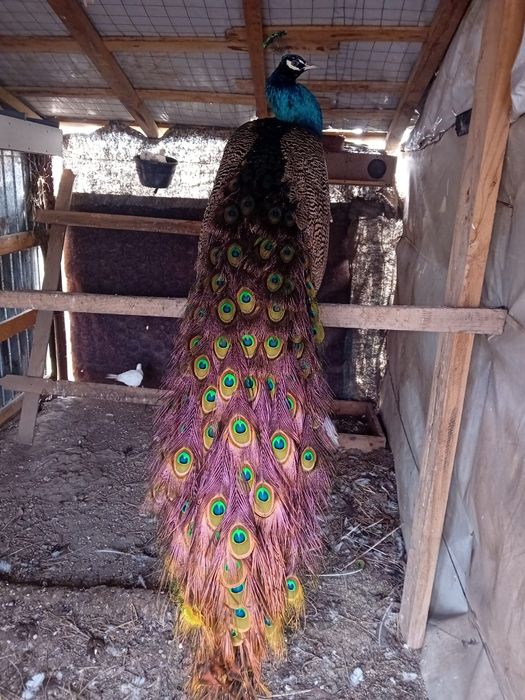 Doi cocoși și un paun