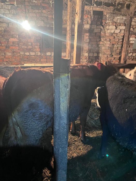 Продам 7 бычков!!!