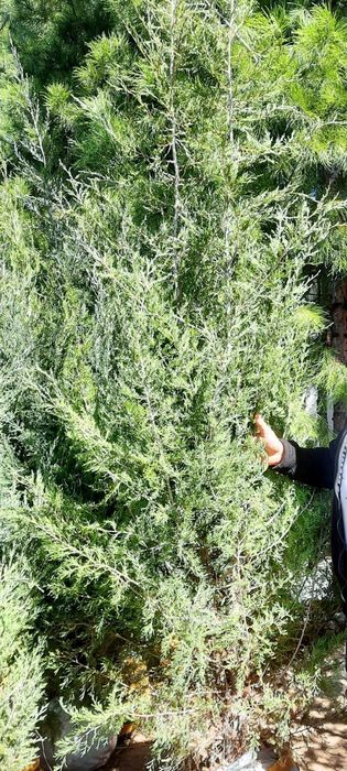 Туркиядан келтирилган аризониски кипарис Узмизада йетиштирилган арча