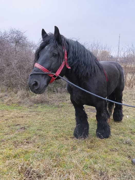 Vând sau schimb armăsar cu forme maxime și produși de top