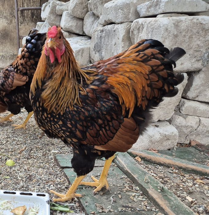 Wyandotte GSG puicute si cocosi