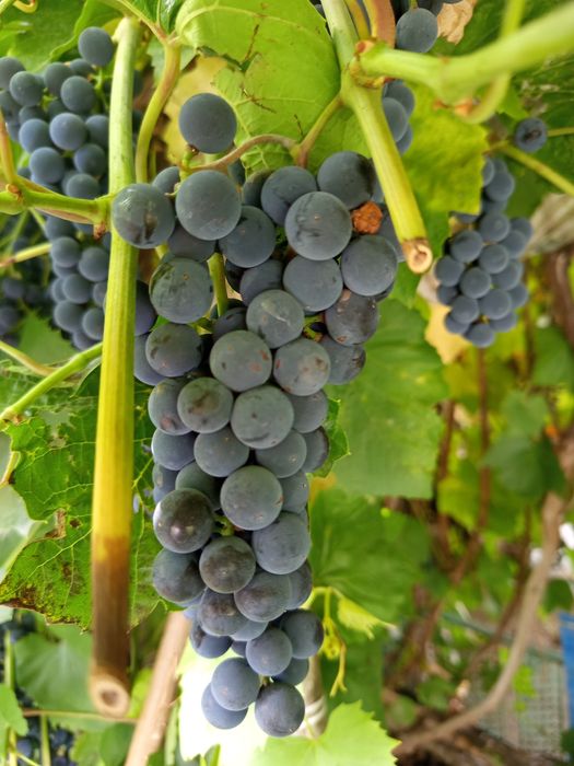 Виноград . Продам.Центр Гоголя.