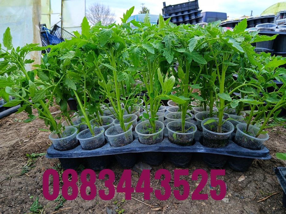 Разсад ранни домати пипер краставици