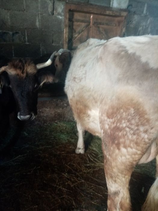 Vand vaca cuvitica de 6 săptămâni