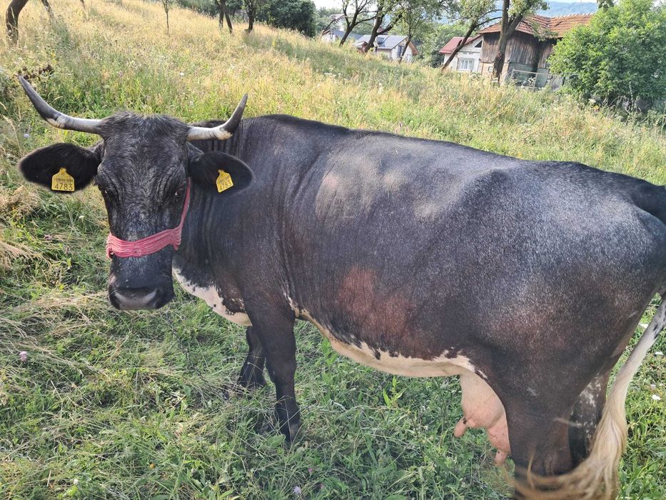 Vaca de  vânzare