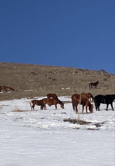 Буаз Бие сатылады
