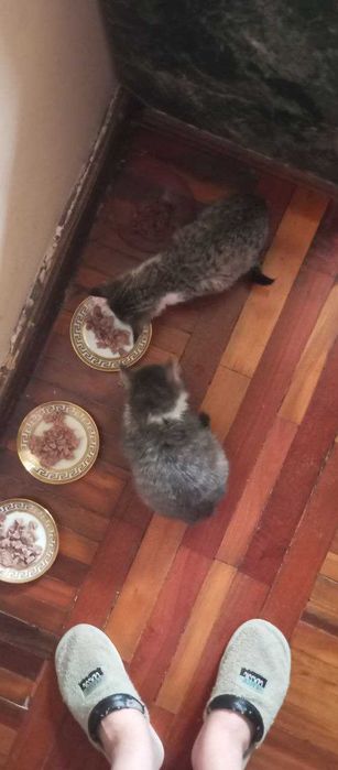 Красивые ласковые котята, 3 месяца