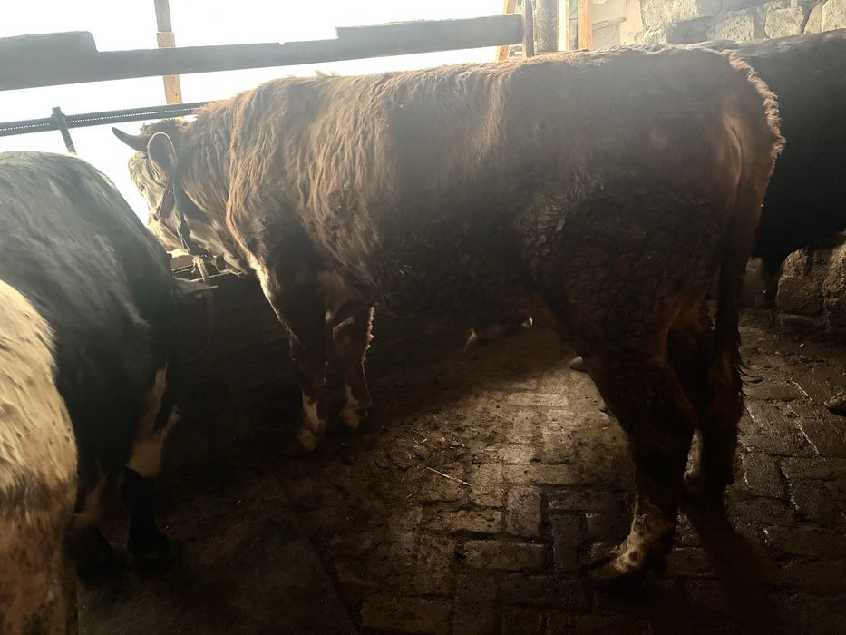 Smental mol sotiladi