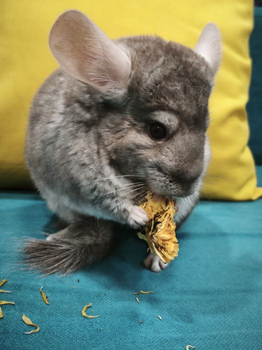 Продам   шиншилл