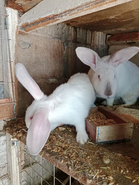 Продам крольчат месячных