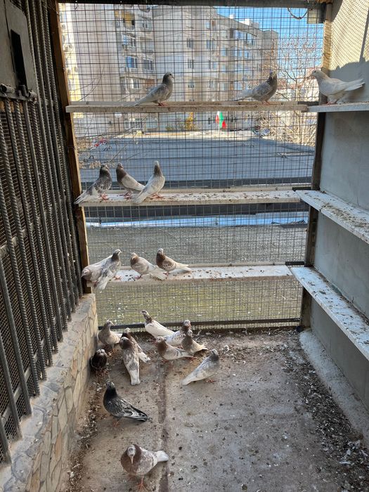 Пазарджишки високолетци