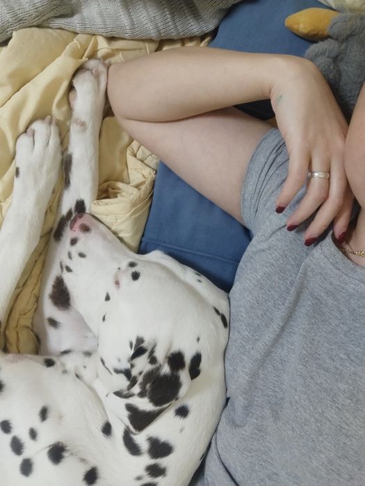 Срочно отдам Долматинца