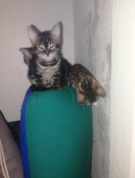 Бенгальские котята