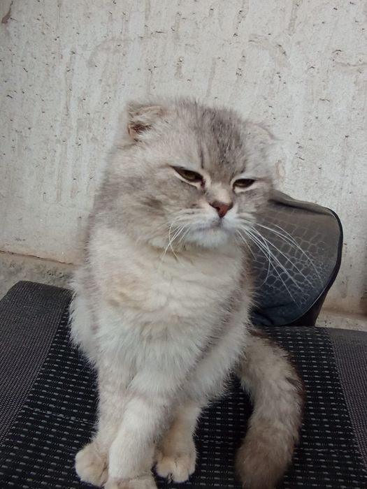 Шотландский мысық