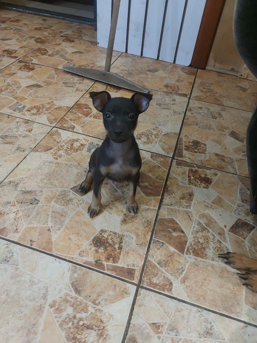 Продам щенков той терьера