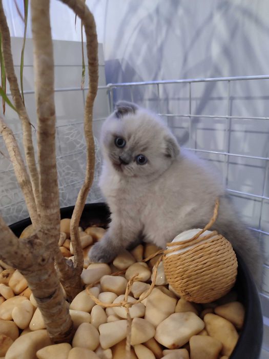 Клепоухо момченце