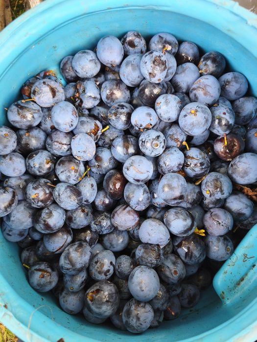 Prune pentru tuica