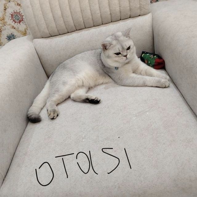 5та британ боллари