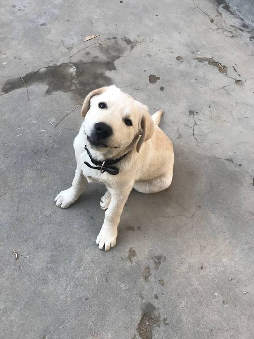 Продам лабрадора ретривер