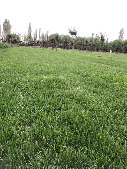 Gazon uz  1 qoʻl dexqondan 1 chi qo'l