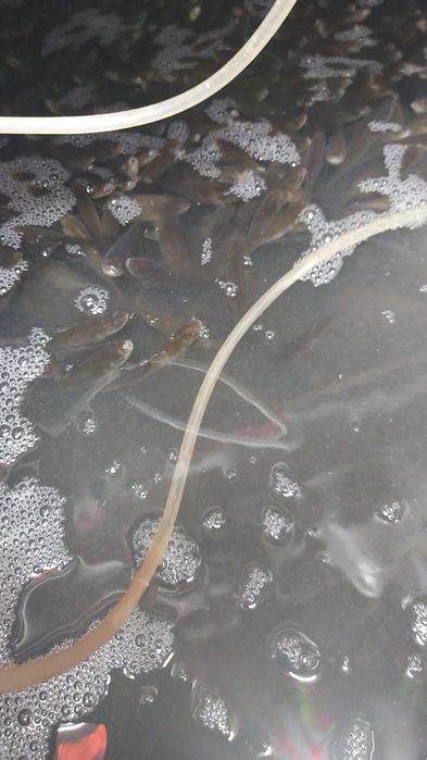 Живец 24/7  ЧЕБАК  усач   КРУГЛОСУТОЧНО живцы плотва