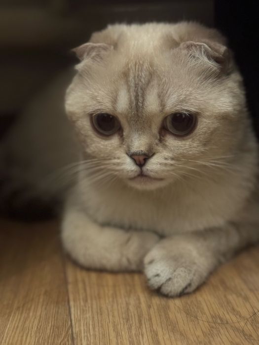Отдадим кошку в добрые руки