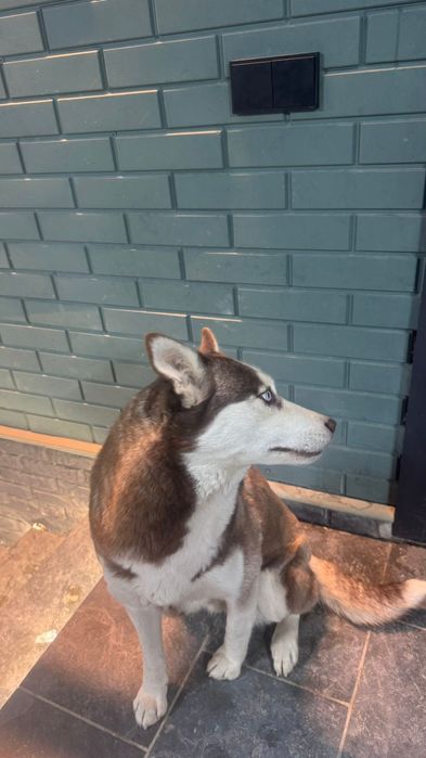 Пропала хаски.  вознаграждения есть