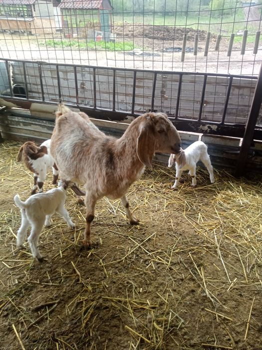 Коза с козлятами