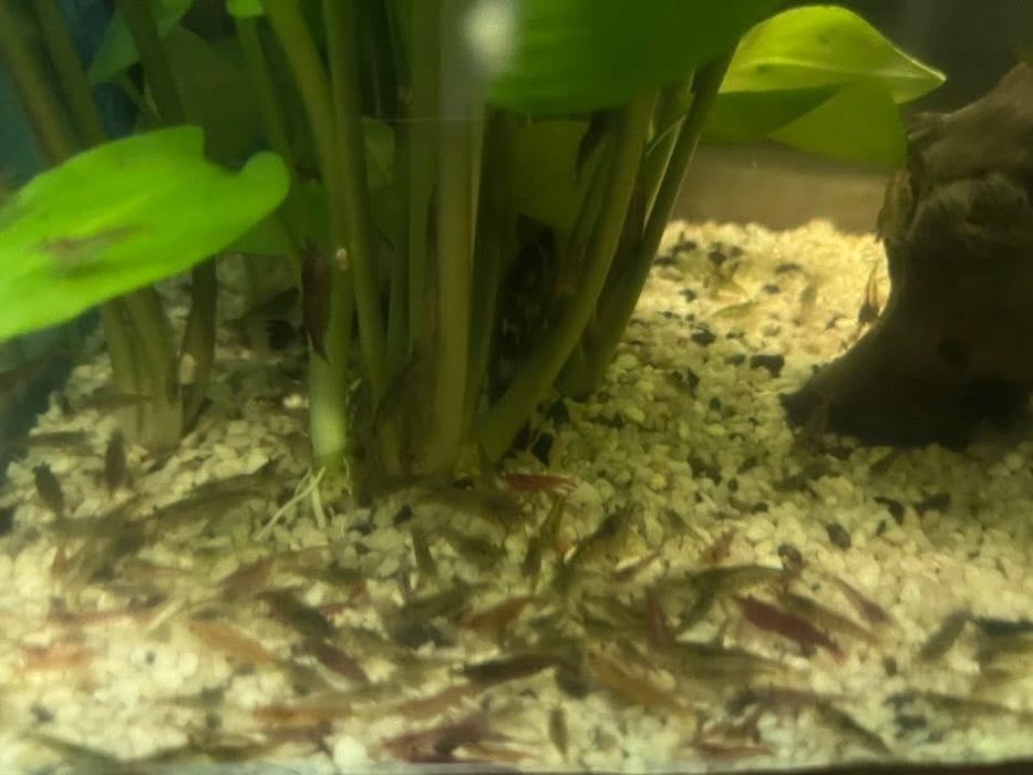 Cultura grindal hrana vie pesti acvariu si creveti neocaridine
