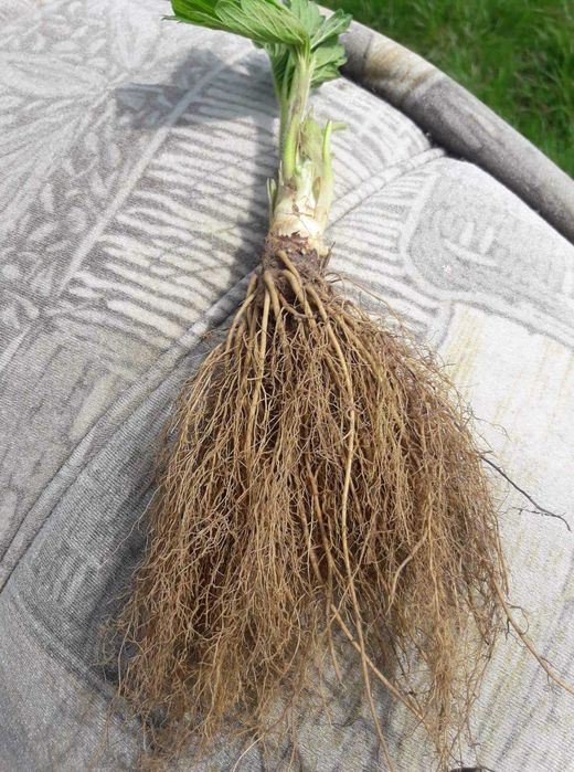 Целогодишен разсад ягоди и малини от производител