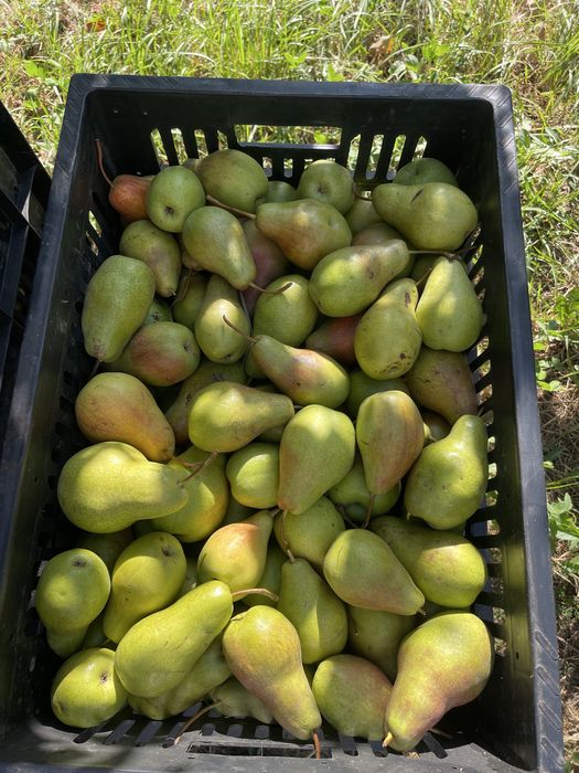Продам Груши талгарка